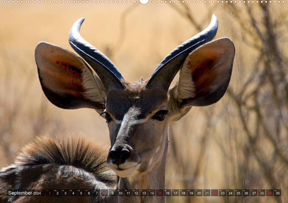voir les contacts avec les animaux en Afrique orientale et australe (calendrier mural CALVENDO 2024) 