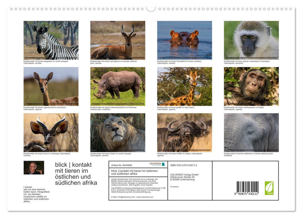 blick kontakt mit tieren im östlichen und südlichen afrika (CALVENDO Premium Wandkalender 2024)