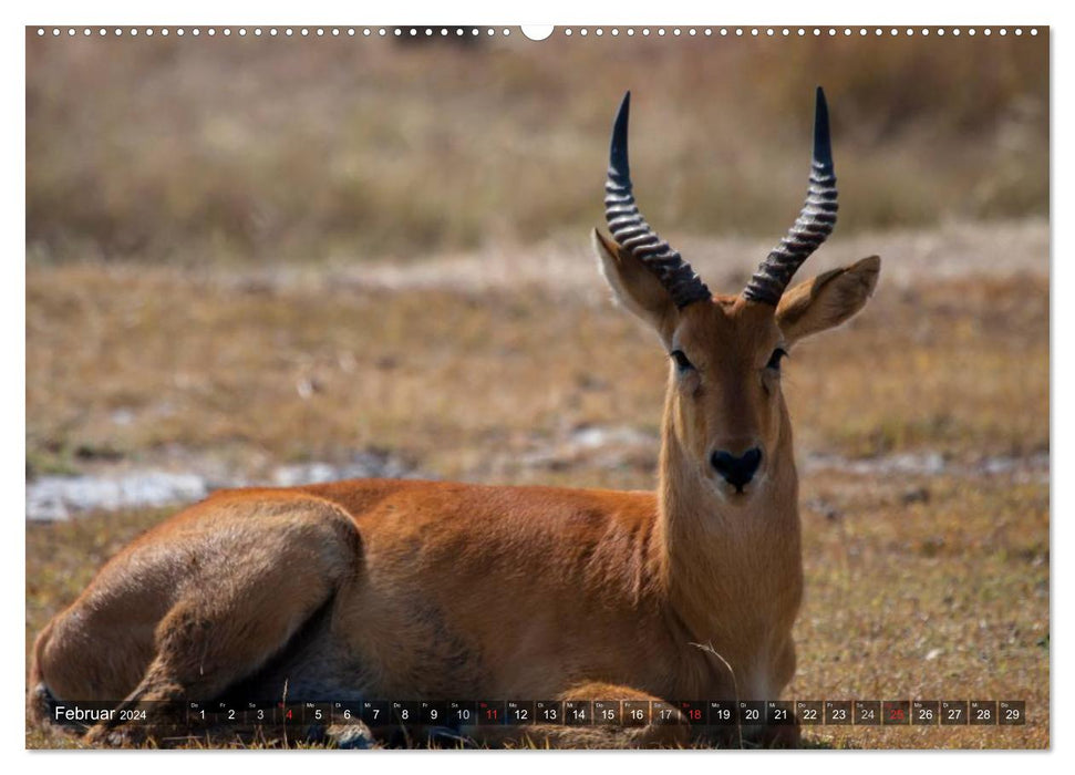 voir les contacts avec les animaux en Afrique orientale et australe (Calendrier mural CALVENDO Premium 2024) 