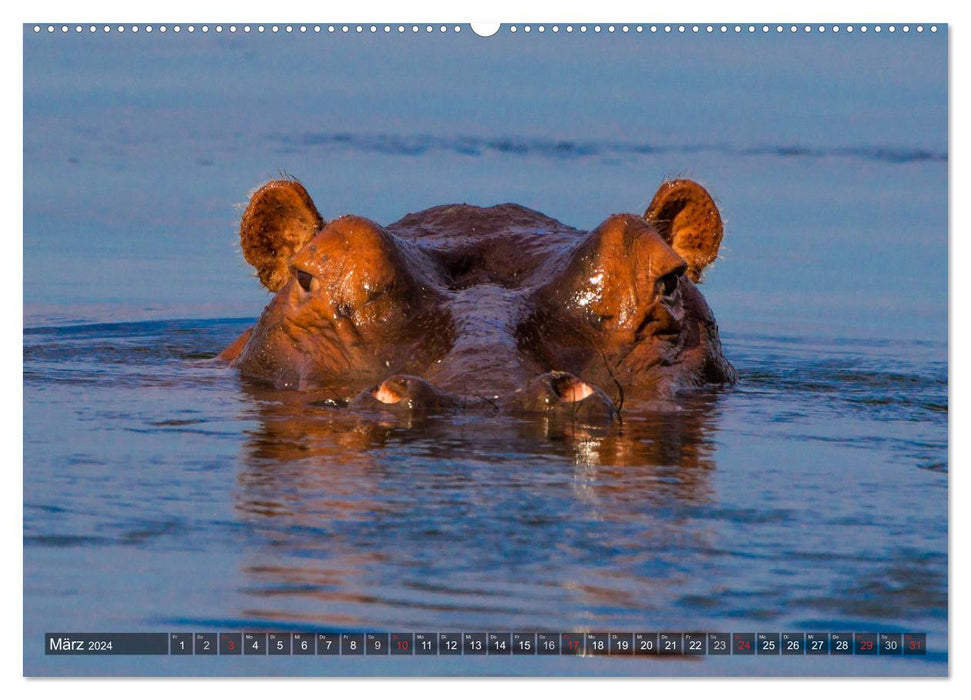 voir les contacts avec les animaux en Afrique orientale et australe (Calendrier mural CALVENDO Premium 2024) 