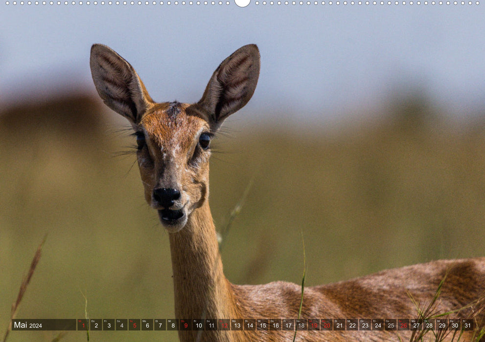 voir les contacts avec les animaux en Afrique orientale et australe (Calendrier mural CALVENDO Premium 2024) 