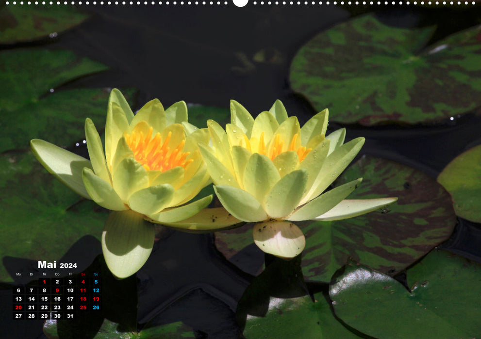 Picturesque water lilies (CALVENDO wall calendar 2024) 