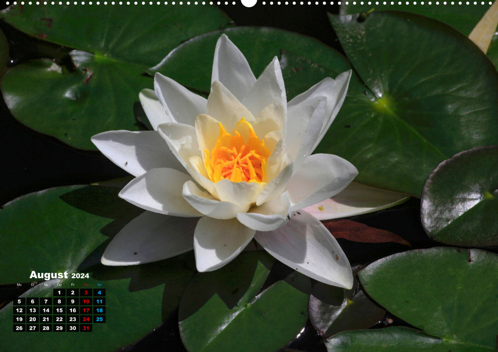 Picturesque water lilies (CALVENDO wall calendar 2024) 