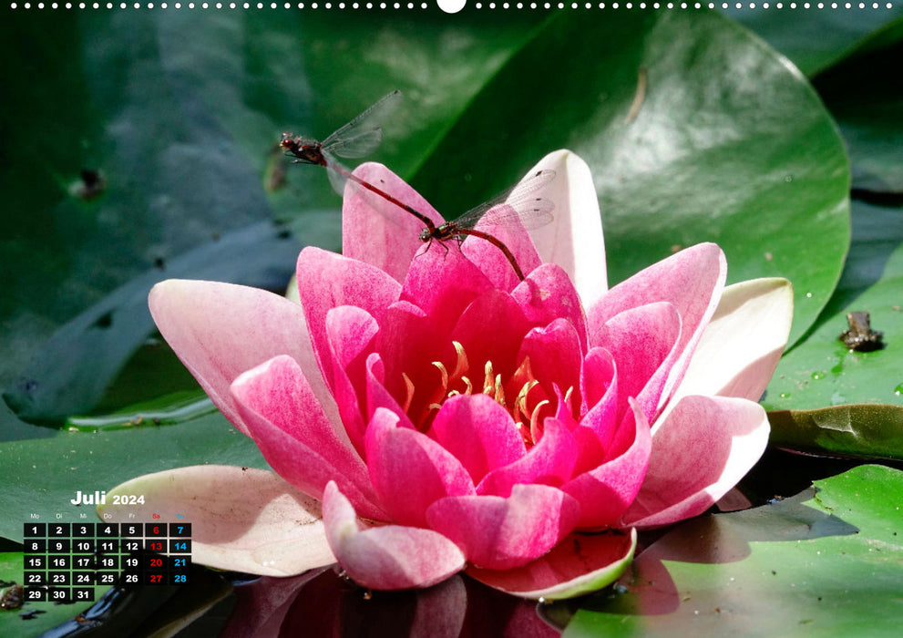 Picturesque water lilies (CALVENDO Premium Wall Calendar 2024) 