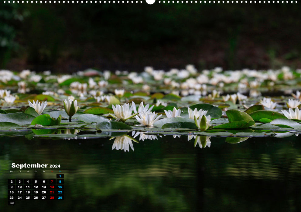Picturesque water lilies (CALVENDO Premium Wall Calendar 2024) 