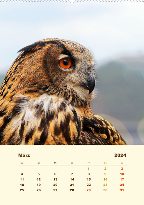 Eagle owl, the fascination of amber-colored eyes (CALVENDO wall calendar 2024) 