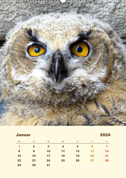 Uhu, die Faszination bernsteinfarbener Augen (CALVENDO Premium Wandkalender 2024)