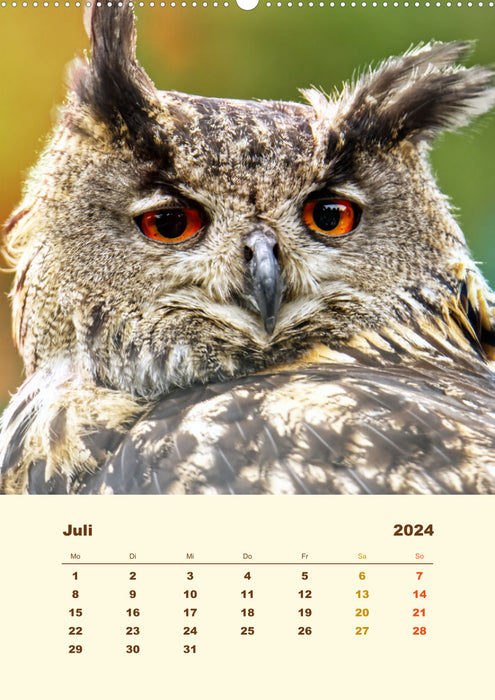 Eagle owl, the fascination of amber-colored eyes (CALVENDO Premium Wall Calendar 2024) 