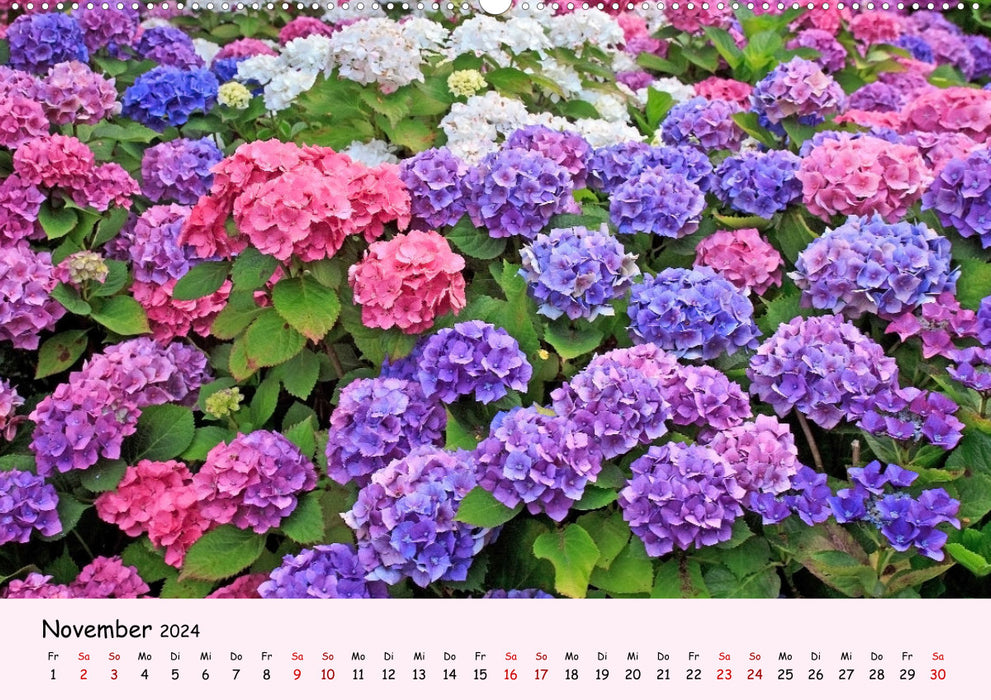 Blüten - in Hülle und Fülle (CALVENDO Wandkalender 2024)