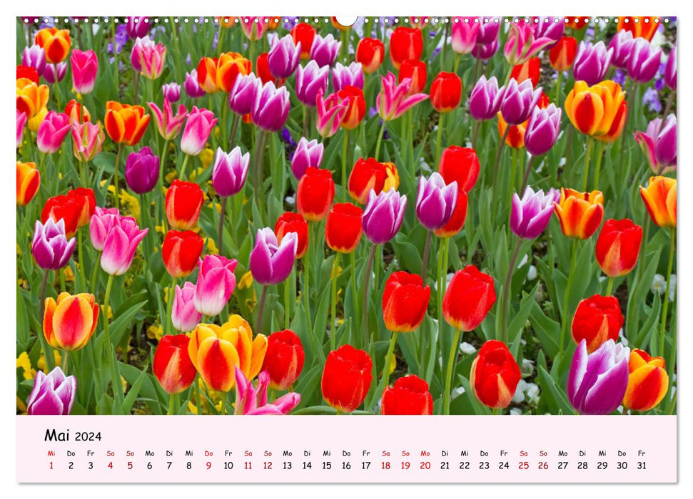 Blüten - in Hülle und Fülle (CALVENDO Wandkalender 2024)