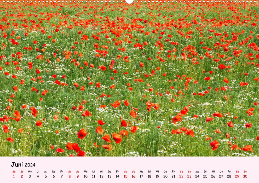 Blüten - in Hülle und Fülle (CALVENDO Premium Wandkalender 2024)