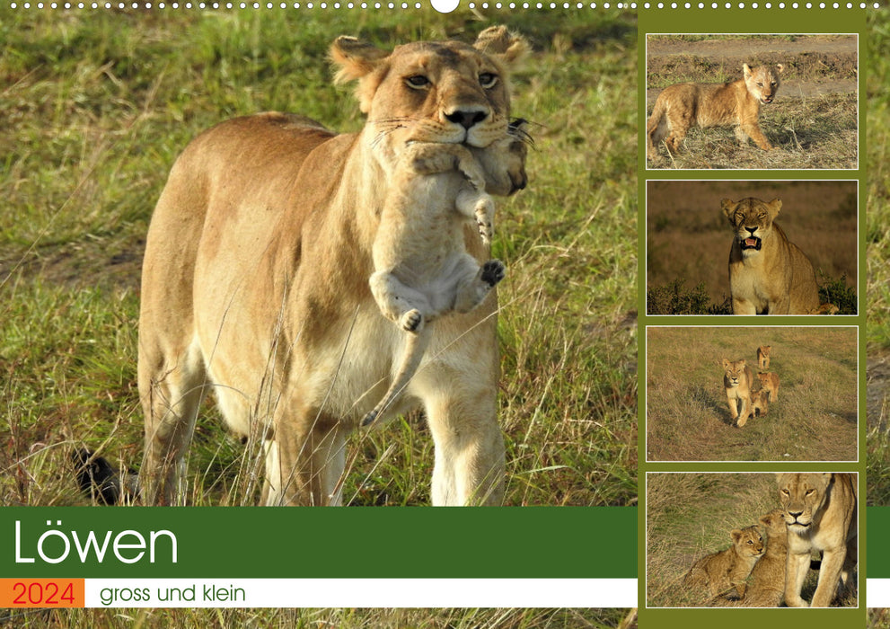 Lions - big and small (CALVENDO wall calendar 2024) 