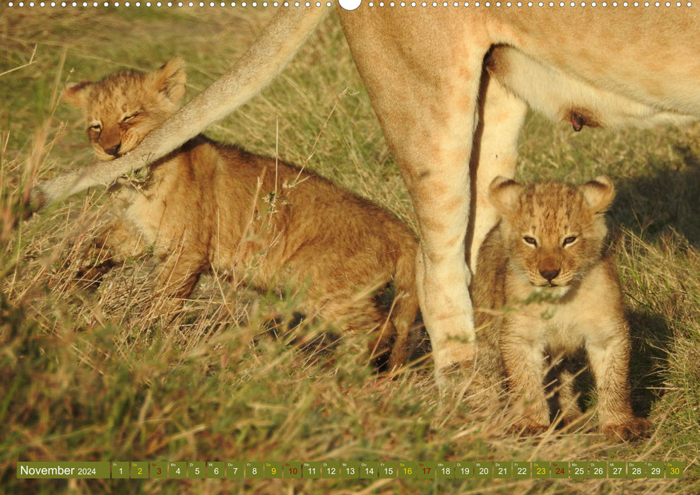 Lions - big and small (CALVENDO wall calendar 2024) 