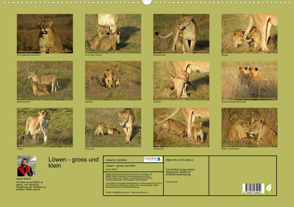 Lions - big and small (CALVENDO wall calendar 2024) 