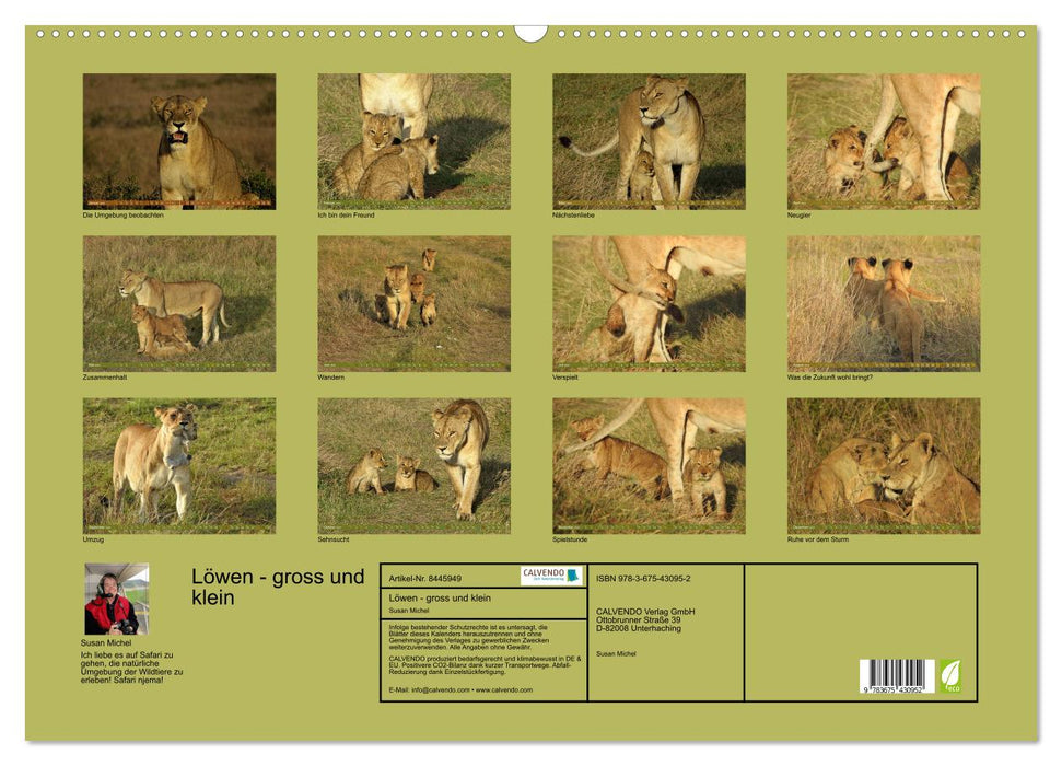 Lions - grands et petits (Calendrier mural CALVENDO 2024) 