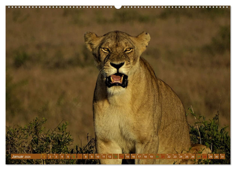 Lions - grands et petits (Calendrier mural CALVENDO 2024) 