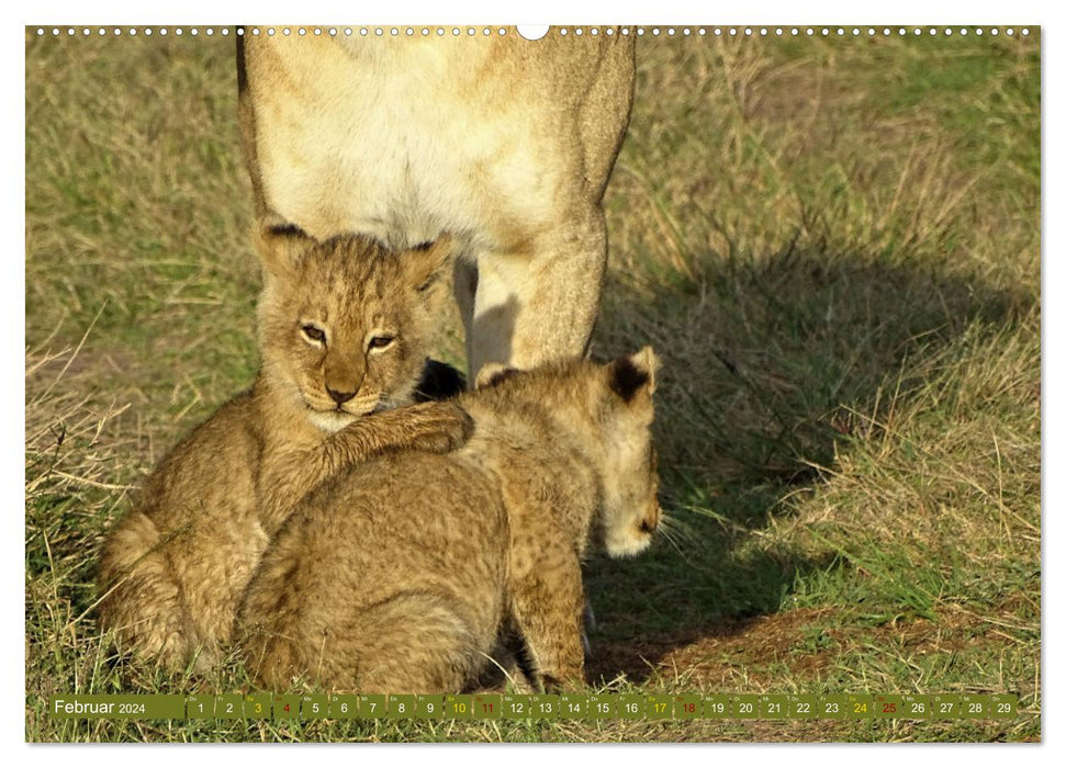 Lions - grands et petits (Calendrier mural CALVENDO 2024) 