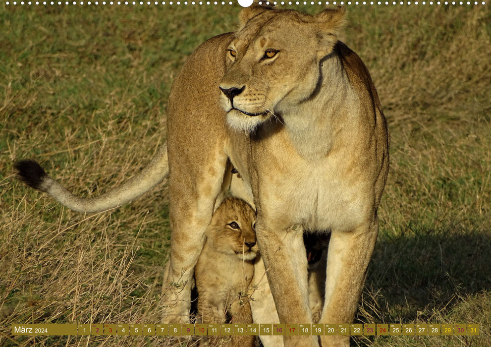 Lions - big and small (CALVENDO wall calendar 2024) 