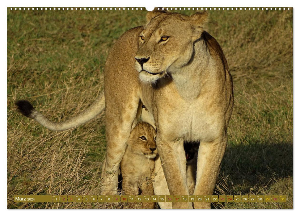 Lions - grands et petits (Calendrier mural CALVENDO 2024) 