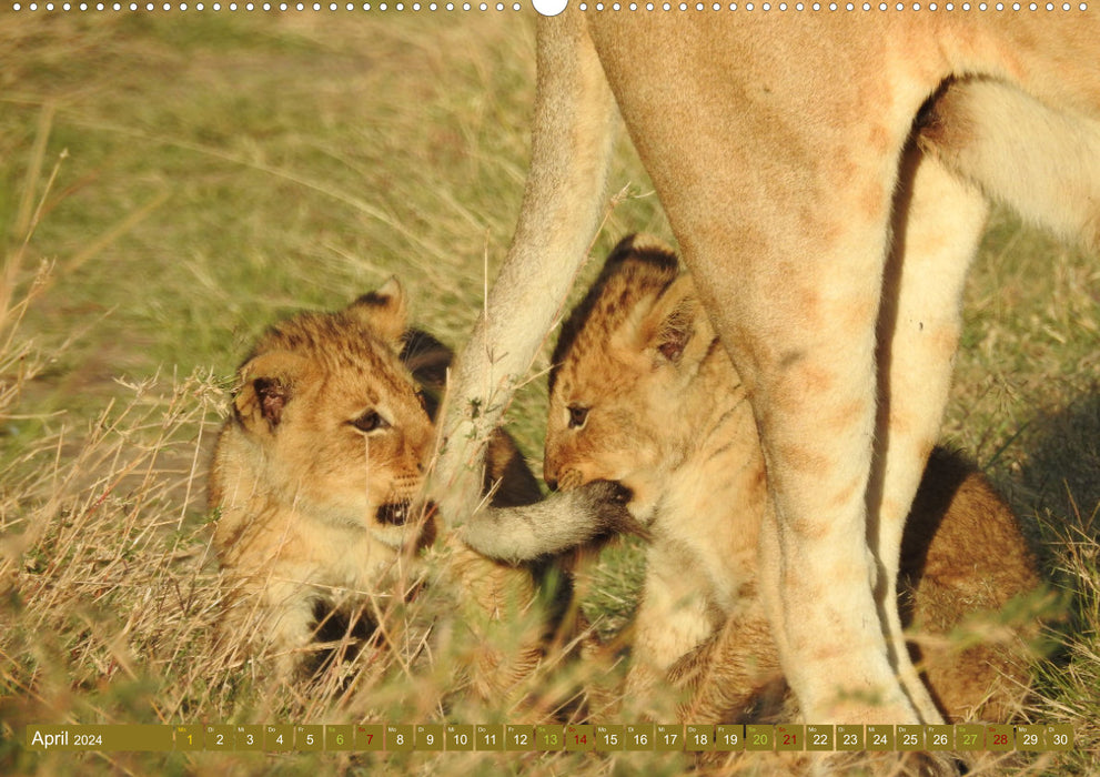 Lions - big and small (CALVENDO wall calendar 2024) 