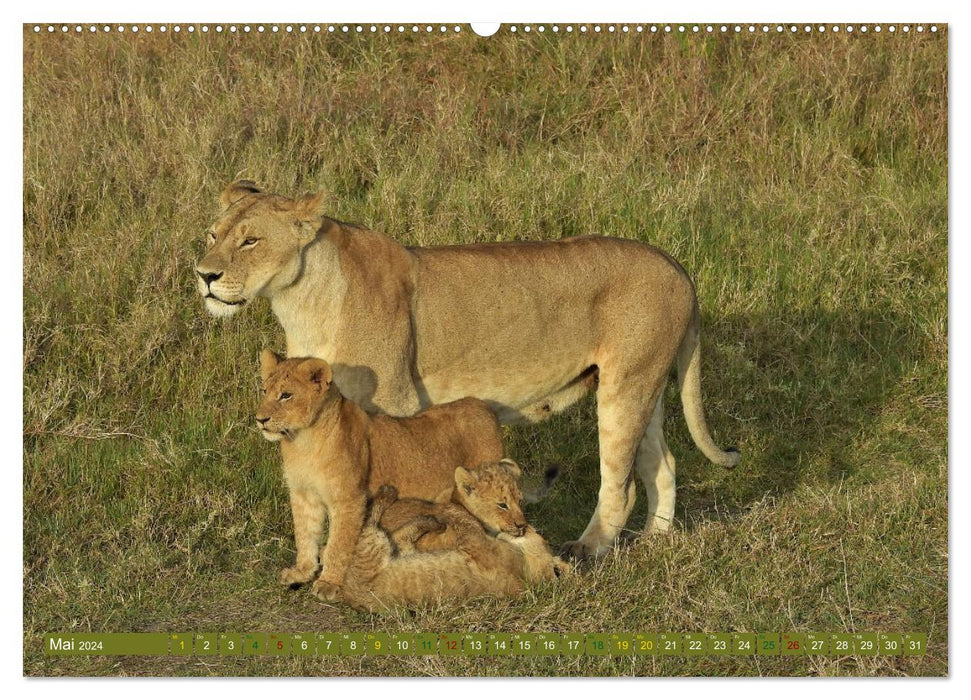 Lions - grands et petits (Calendrier mural CALVENDO 2024) 