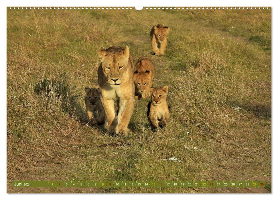 Lions - grands et petits (Calendrier mural CALVENDO 2024) 