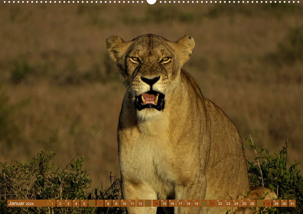 Lions - big and small (CALVENDO Premium Wall Calendar 2024) 