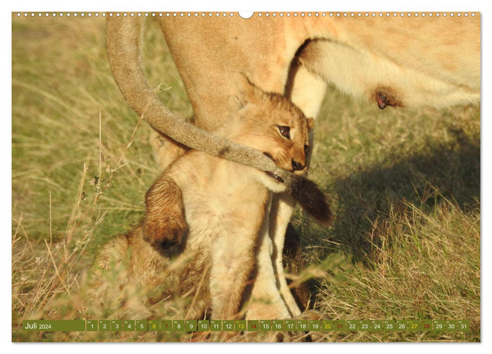 Löwen - gross und klein (CALVENDO Premium Wandkalender 2024)