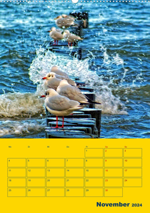 Sehnsuchtsort Ostseeinsel Poel (CALVENDO Premium Wandkalender 2024)