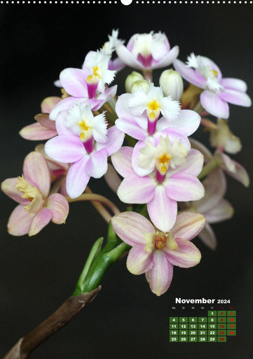 Dreamlike orchids (CALVENDO wall calendar 2024) 