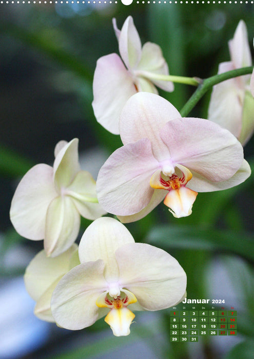 Dreamlike orchids (CALVENDO wall calendar 2024) 