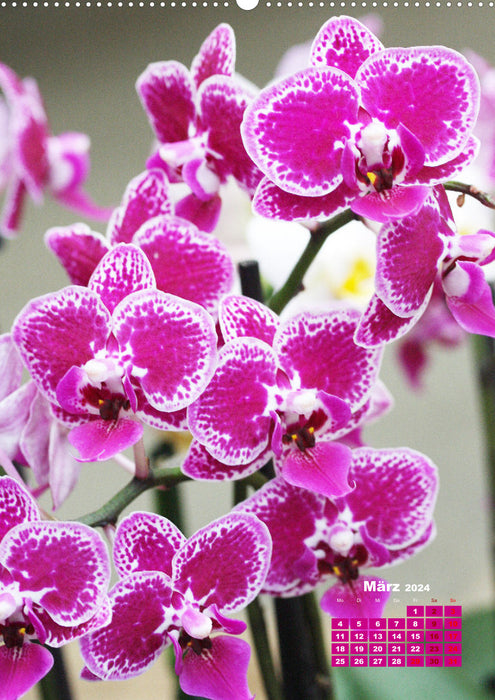 Traumhafte Orchideen (CALVENDO Wandkalender 2024)