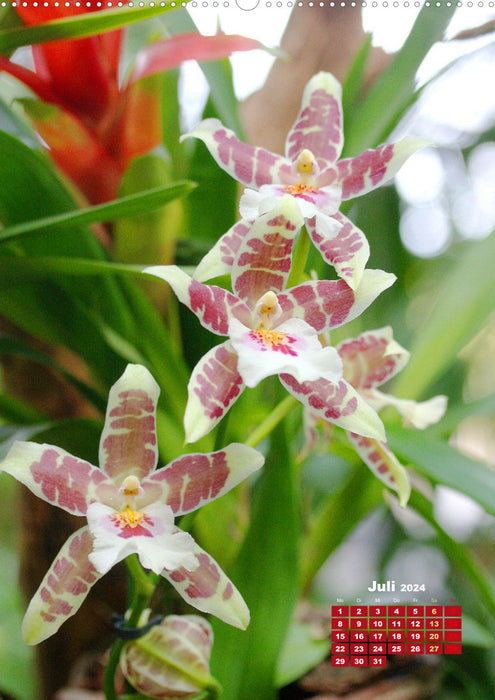 Traumhafte Orchideen (CALVENDO Premium Wandkalender 2024)