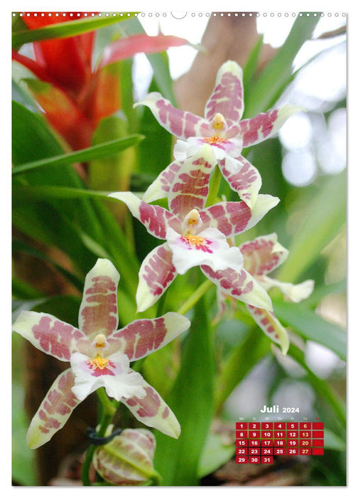 Traumhafte Orchideen (CALVENDO Premium Wandkalender 2024)