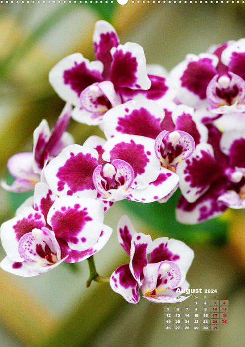 Dreamlike orchids (CALVENDO Premium Wall Calendar 2024) 