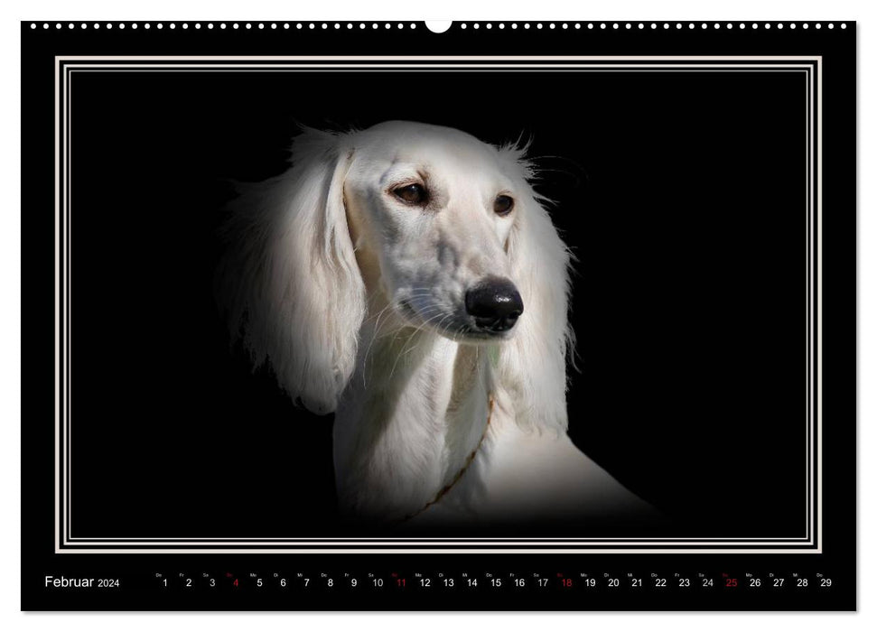 Saluki 2024 (CALVENDO Wandkalender 2024)