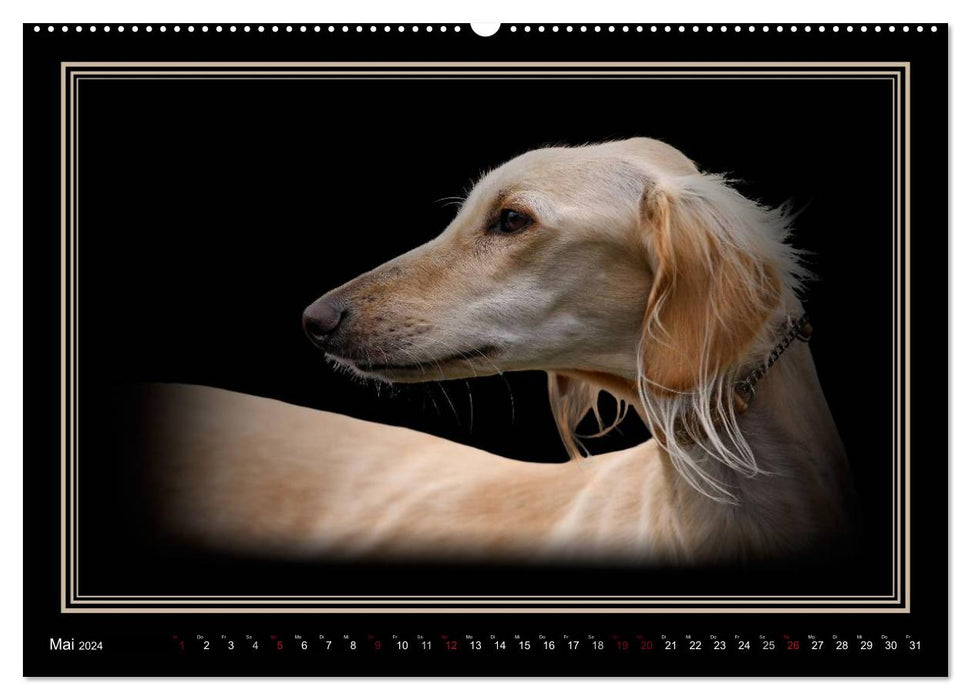 Saluki 2024 (CALVENDO Wandkalender 2024)