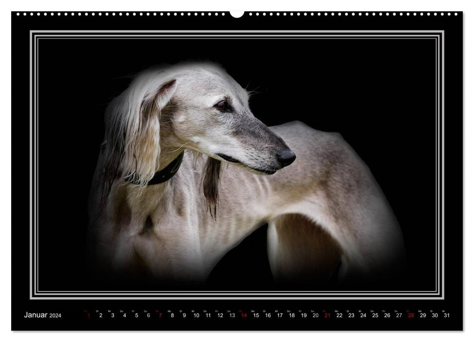 Saluki 2024 (CALVENDO Premium Wandkalender 2024)