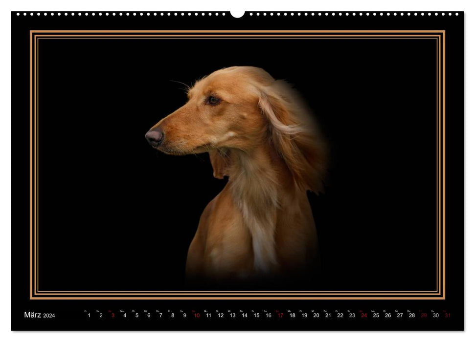 Saluki 2024 (CALVENDO Premium Wandkalender 2024)