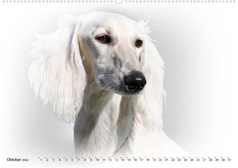 Greyhound Portrait 2024 White Edition (CALVENDO Wall Calendar 2024) 