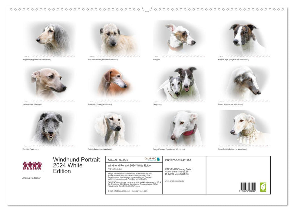 Windhund Portrait 2024 White Edition (CALVENDO Wandkalender 2024)