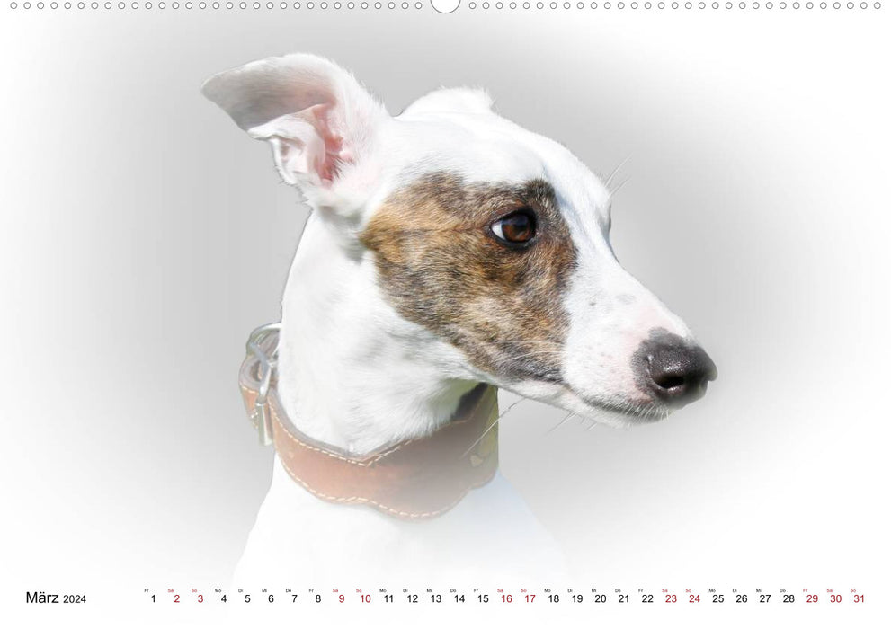 Greyhound Portrait 2024 White Edition (CALVENDO Wall Calendar 2024) 