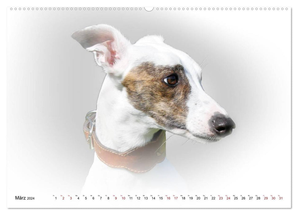 Windhund Portrait 2024 White Edition (CALVENDO Wandkalender 2024)