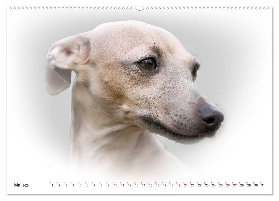 Windhund Portrait 2024 White Edition (CALVENDO Wandkalender 2024)