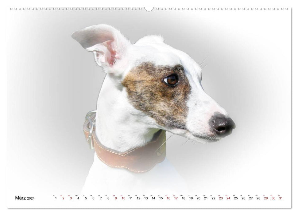Windhund Portrait 2024 White Edition (CALVENDO Premium Wandkalender 2024)