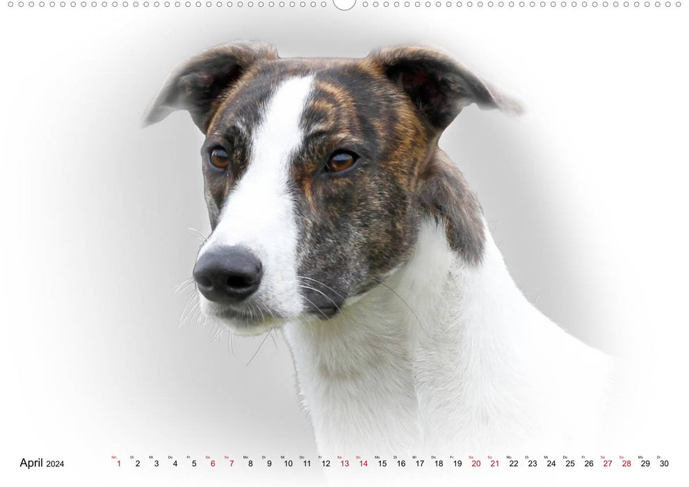 Greyhound Portrait 2024 White Edition (CALVENDO Premium Wall Calendar 2024) 