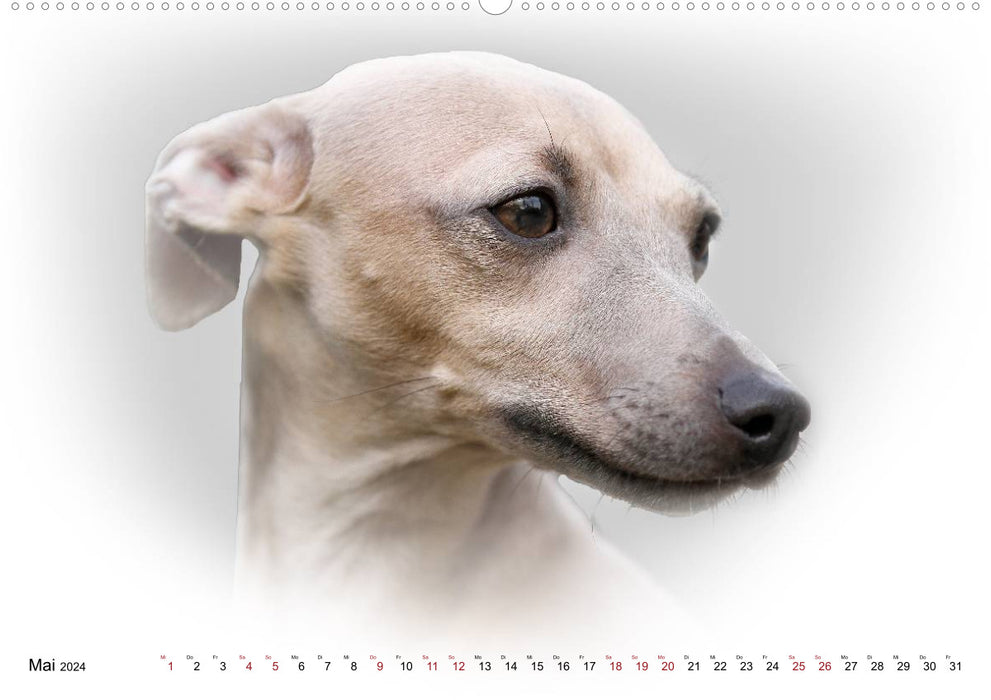 Greyhound Portrait 2024 White Edition (CALVENDO Premium Wall Calendar 2024) 