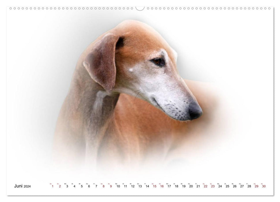 Windhund Portrait 2024 White Edition (CALVENDO Premium Wandkalender 2024)