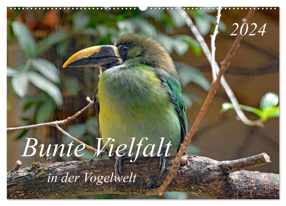 Bunte Vielfalt in der Vogelwelt (CALVENDO Wandkalender 2024)