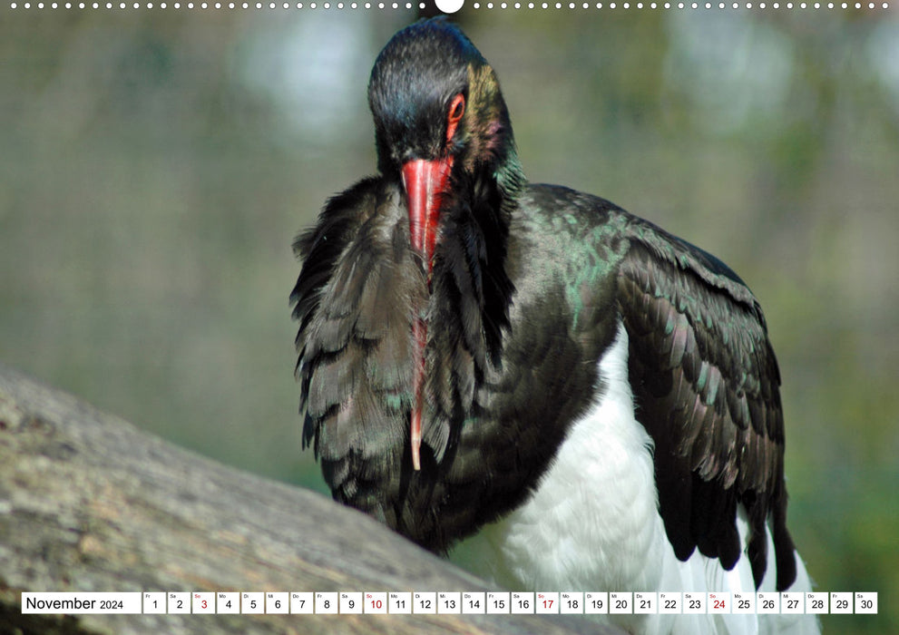 Colorful diversity in the bird world (CALVENDO wall calendar 2024) 